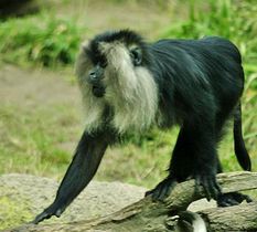 Endangered Lion-tailed macaque is endemic to Western Ghats