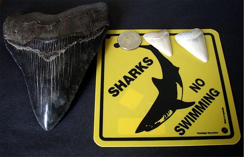 ملف:Megalodon tooth great white shark teeth .jpg