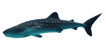The largest extant fish, the whale shark, is now a vulnerable species.