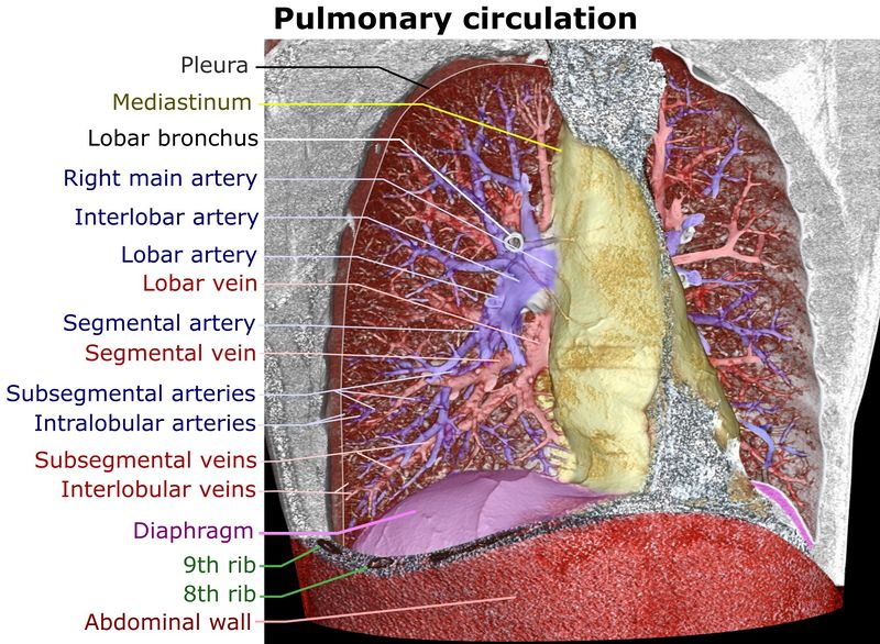 ملف:3D CT of thorax, annotated.jpg