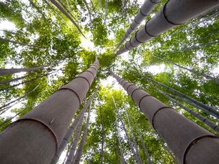 Bamboo forest, Gochangupseong Fortress, South Korea