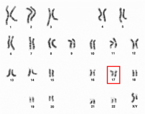 Human male karyotype high resolution - Chromosome 17.png