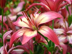 Lilium 'Anastasiya' 03.JPG
