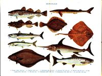 اذا كان عدد الأسماك في احدى البحيرات ٣٤٠٠ سمكة ١٠% منها نوع الهامور .. فإن عدد أسماك الهامور ٤٣٠ سمكة؟