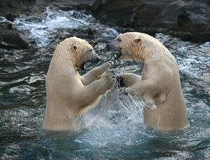Polar bears Nanuq and Sprinter.jpg