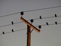 Starlings perching on telegraph lines at dusk