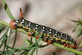 Caterpillar of the Spurge Hawk-moth, Kriegtal near Binn, Valais, Switzerland at approx. 2000 m altitude.