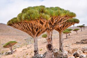 Dragon's Blood Trees, Socotra Is. (24142290504).jpg