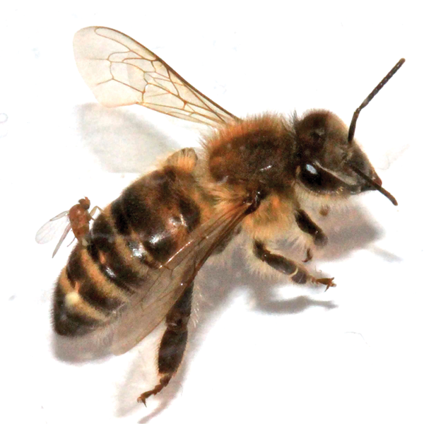 ملف:Female Apocephalus borealis ovipositing into the abdomen of a worker honey bee.png