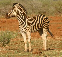 Zebra standing alone crop.jpg