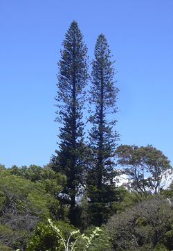 Araucaria columnaris1.jpg
