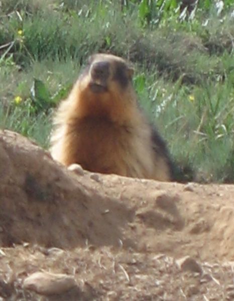 ملف:Golden marmot.JPG