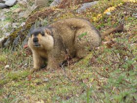 Himalayan marmot (Marmota himalayanus), Bhutan