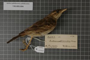 Naturalis Biodiversity Center - RMNH.AVES.122948 1 - Anthus pallidiventris pallidiventris Sharpe, 1885 - Motacillidae - bird skin specimen.jpeg