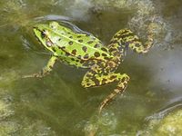 Frog (Anura)
