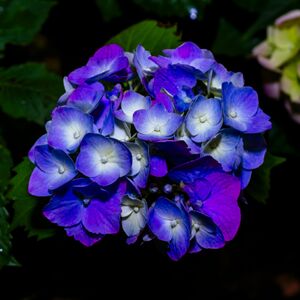 "Blue" hydrangea is often actually purple.