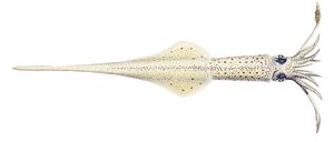 Loligo subulata1.jpg