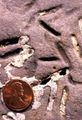 Petroxestes borings in an Ordovician hardground, southern Ohio; see Wilson and Palmer (2006).