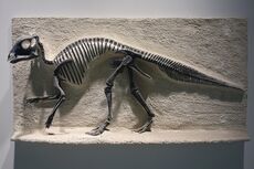 Maiasaura peeblesorum cast - University of California Museum of Paleontology - Berkeley, CA - DSC04688.JPG