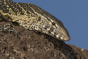 Nile monitor lizard (Varanus niloticus) head.jpg