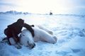 من المحتمل أن ينقرض الدب القطبي في غضون 100 عام بسبب سخونة الارض ويعتقد أن القطب الشمالي قد يكون خالياً من الجليد في منتصف القرن 21 [7].
