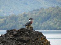 Ringed kingfisher hornopiren chile feb 2010 1.jpg