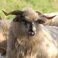 2022-11-13 Female Valachian sheep in Hesse (117).jpg