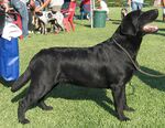 A black Labrador Retriever at a confirmation show.