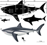 The extinct megalodon resembled a giant great white shark