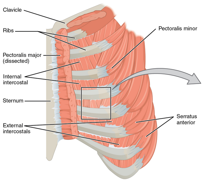 ملف:1114 Thorax big.png