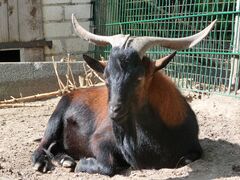 تيس خوان فرنانديز