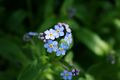 Forget me not flowers.