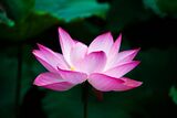 Lotus flower (978659).jpg