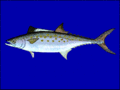 Atlantic Spanish mackerel