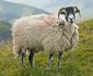 Swaledale Sheep, Lake District, England - June 2009.jpg