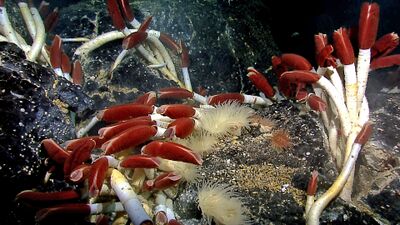 Giant tube worms cluster around hydrothermal vents.