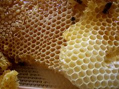 A beehive honeycomb