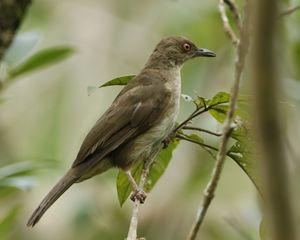 Red-eyed Bulbul -Pycnonotus brunneus -Singapore-8.jpg