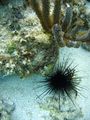 Sea urchin in a reef off the Florida coast