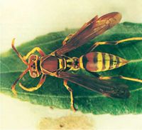الشكل (6): زنبور الورق Polistes hunteri من الزنبوريات