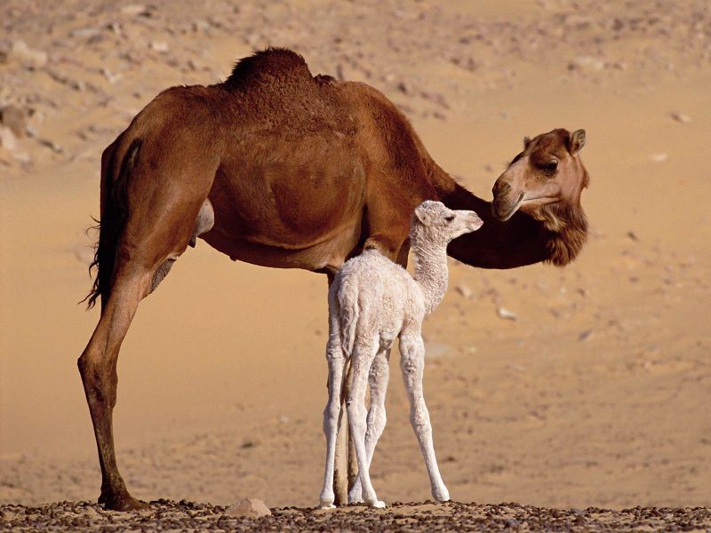 ملف:Camels near Tarfaya Morocco.jpg