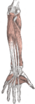 Deep muscles of the anterior forearm