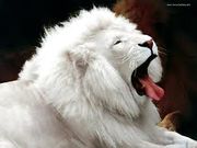 White lion yawning.jpg