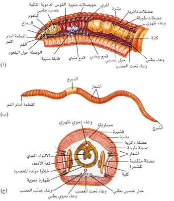 تنتمي دودة الارض الى مجموعة الديدان