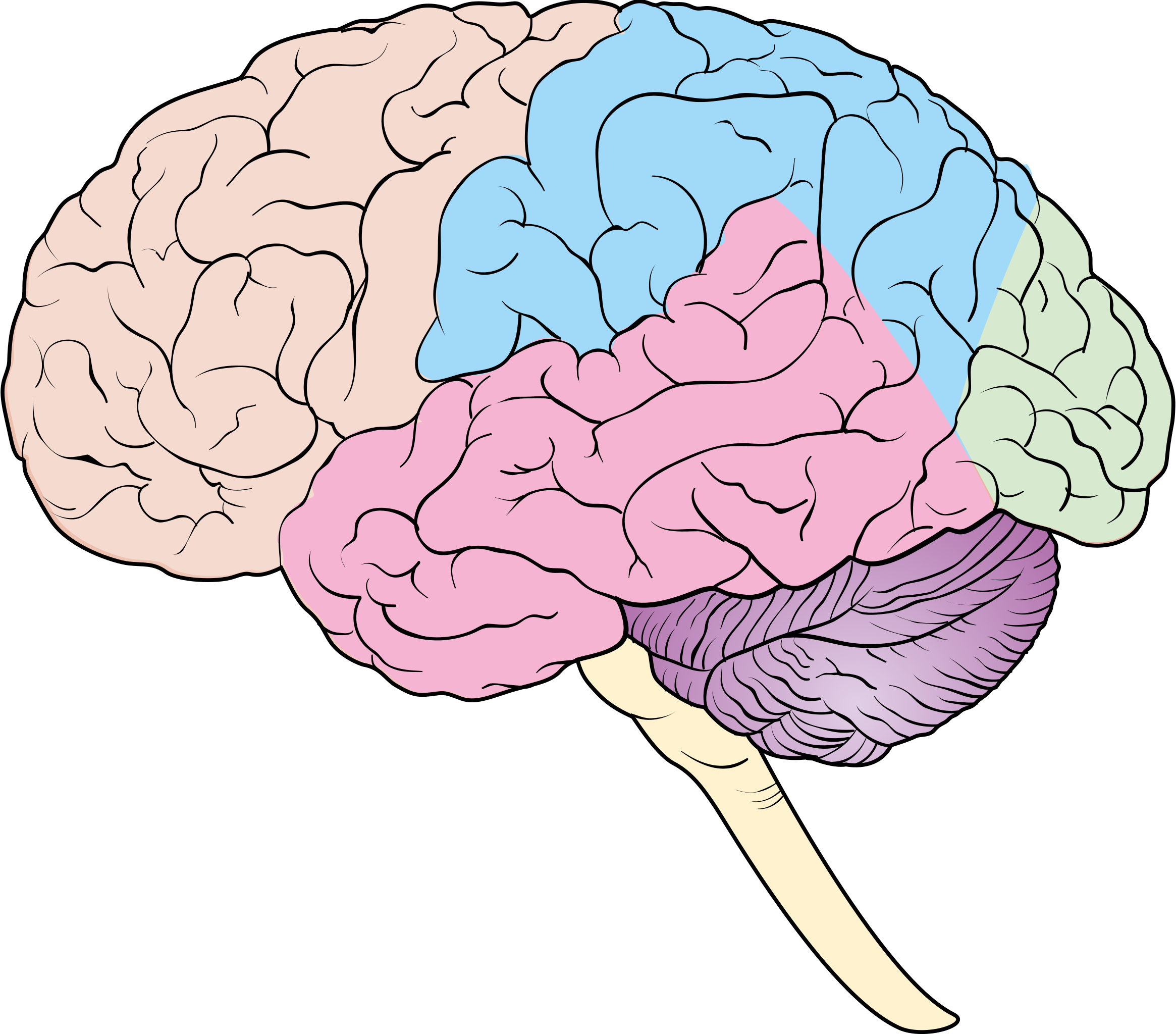 Brain pdf. Головной мозг. Мозг рисунок. Изображение головного мозга. Головной мозг человека рисунок.