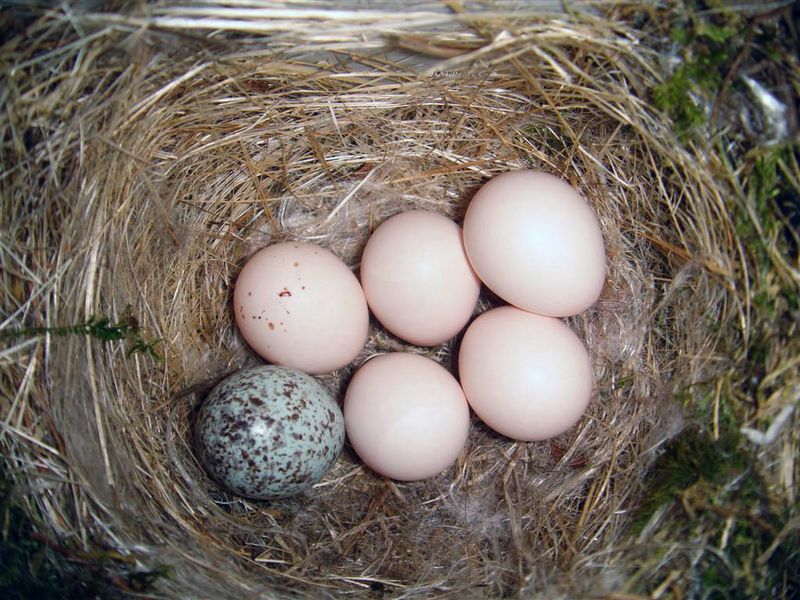 ملف:Eastern Phoebe-nest-Brown-headed-Cowbird-egg.jpg