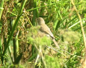 صورة معبرة عن الموضوع هازجة منتعلة