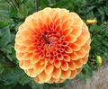 The dahlia