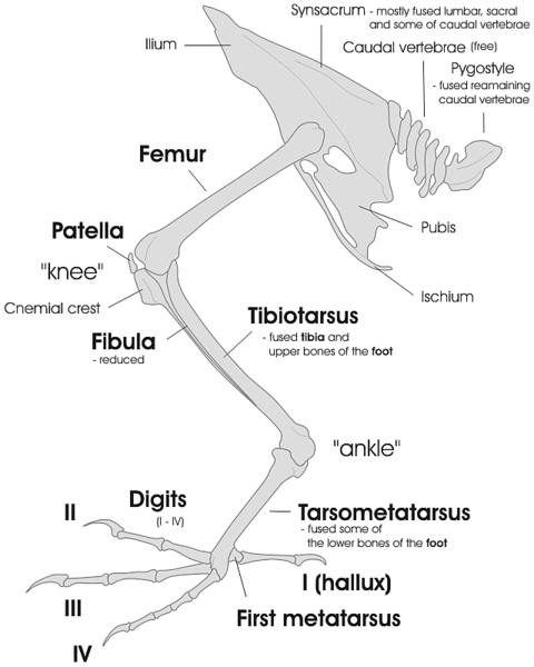 ملف:Bird leg and pelvic girdle skeleton EN.gif