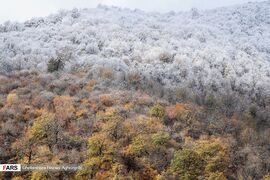 Caspian Hyrcanian Mixed Forests in Northern Iran 20.jpg